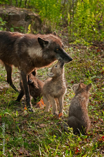 Grey Wolf Pups (Canis lupus) Licks Mother While Another Pup Watc