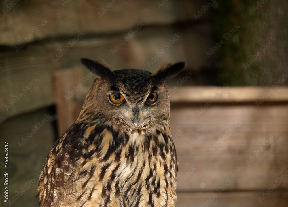 Fototapeta premium Grand hibou