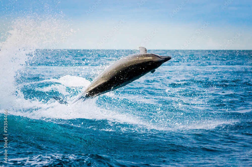 Fototapeta premium beautiful playful dolphin jumping in the ocean