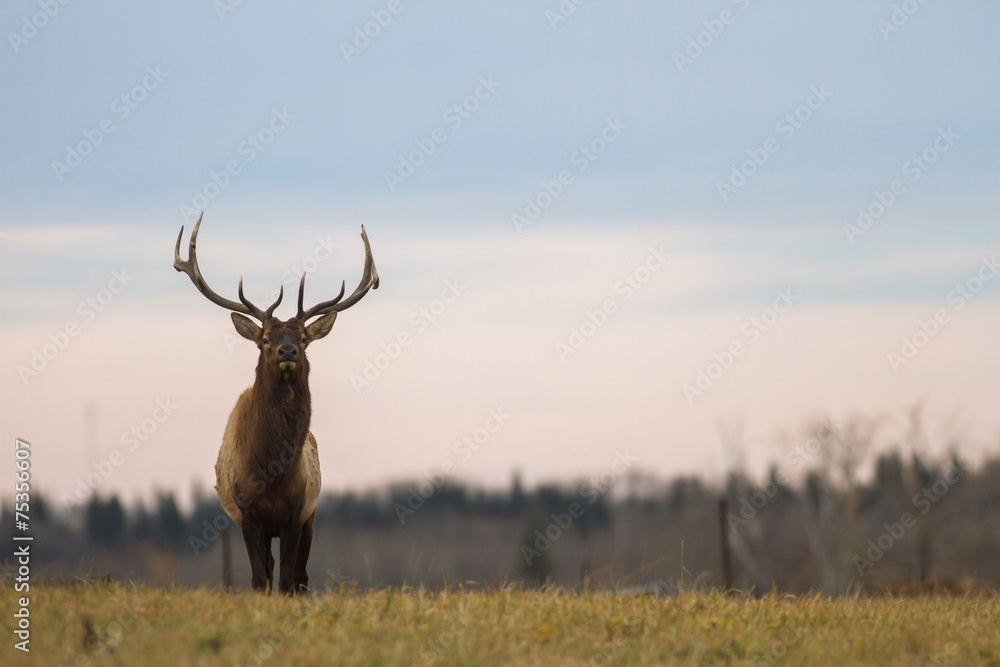deer in wild scenery deer in wild scenery