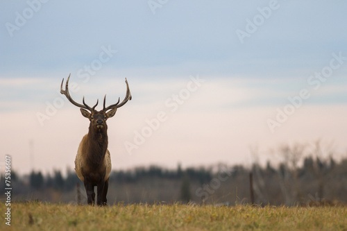 deer in wild scenery