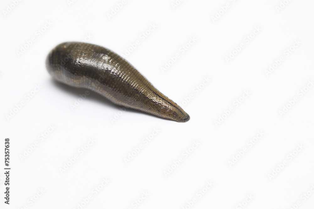 Leech isolated on white