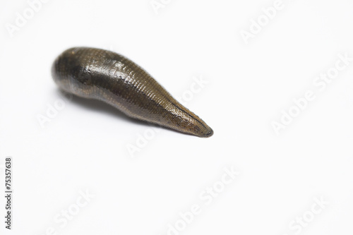 Leech isolated on white photo