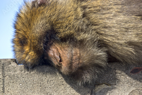 monkey sleeps on a stone fence. Gibraltar