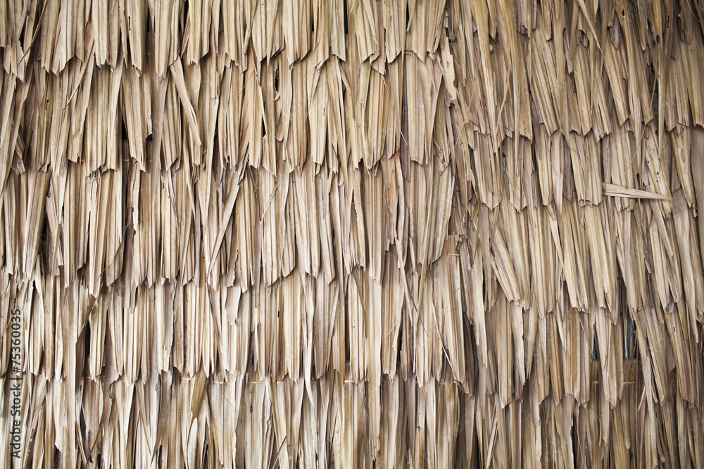 Obraz na plátně Dried palm texture