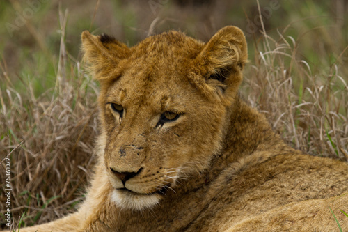 Lion - South Africa © huntington