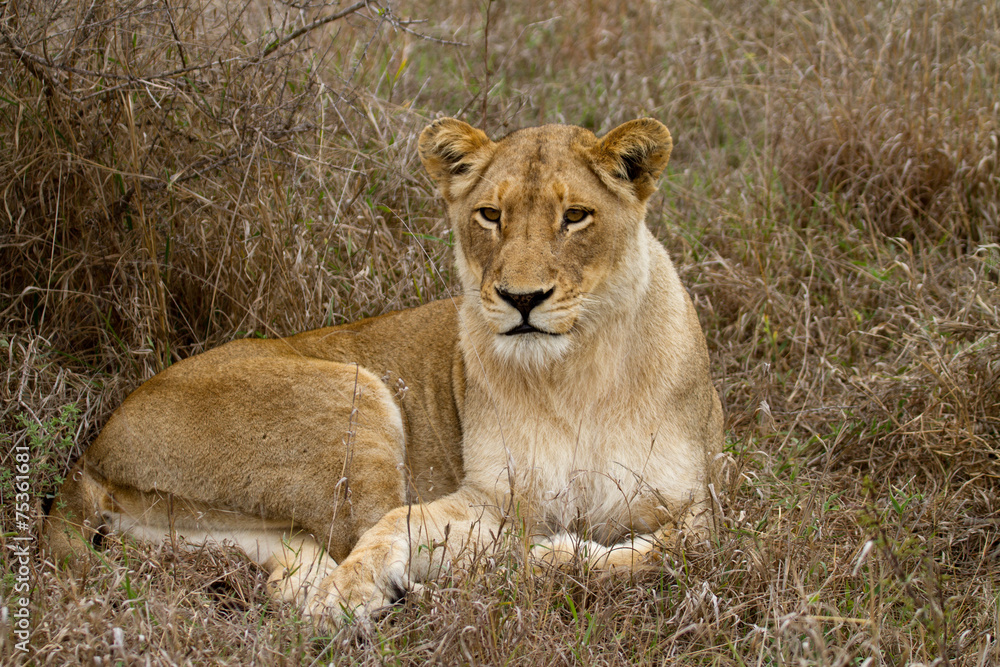 Fototapeta premium Lion - South Africa