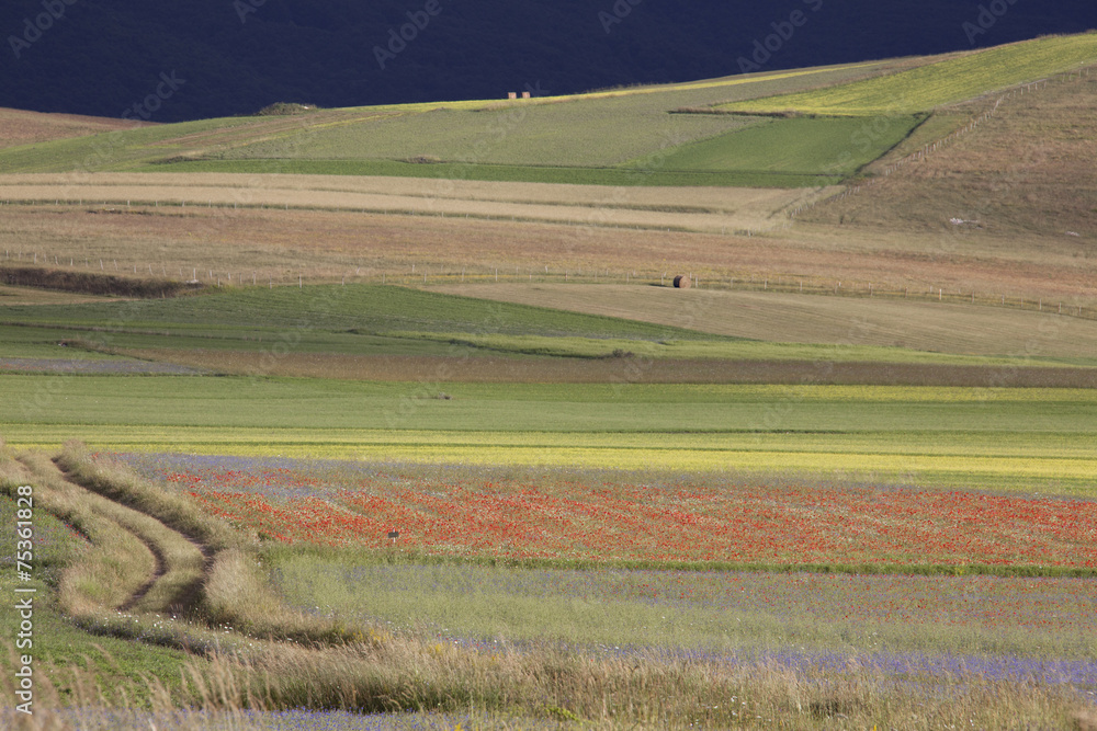 Casteluccio di Norcia,fioritura della lenticchia, tutti i colori