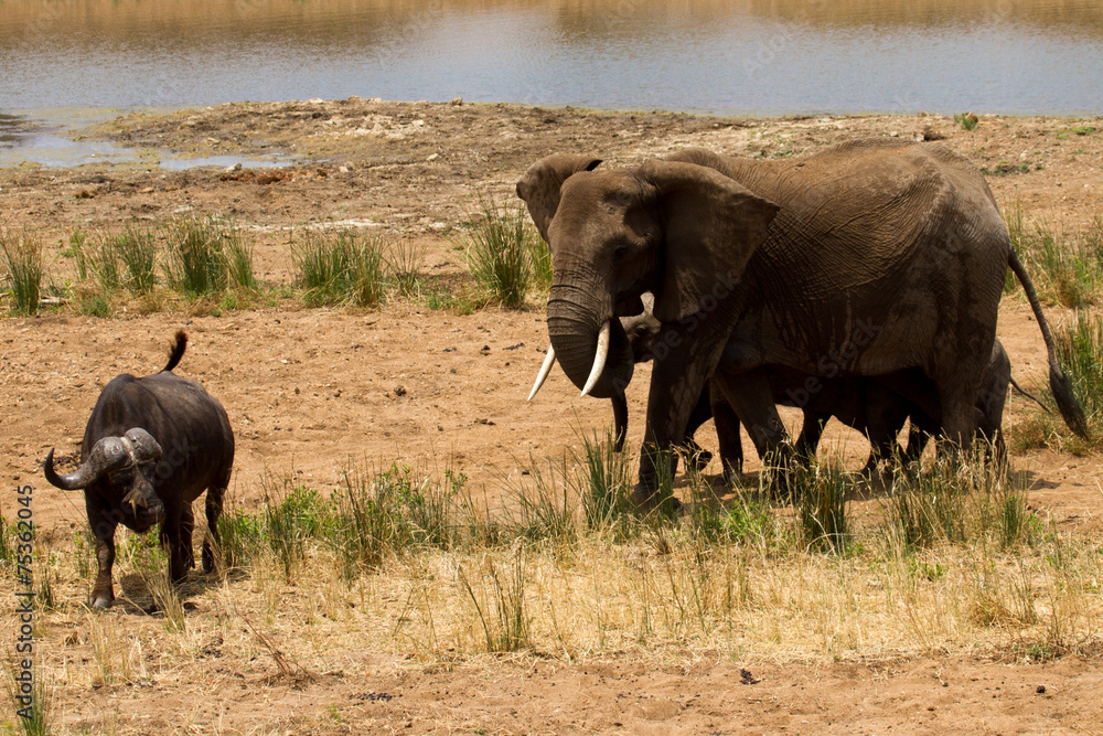 Fototapeta premium Elephant - South Africa