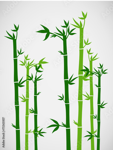 bambus © krissikunterbunt