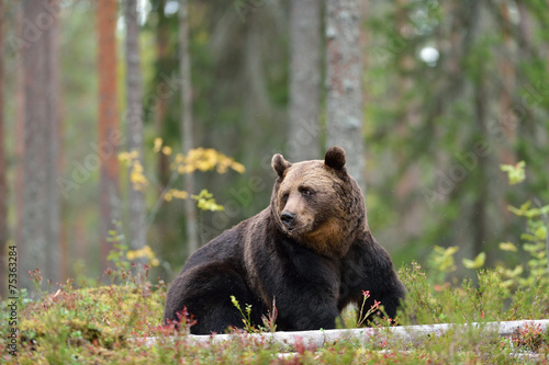 Brown bear sitting in the forest © Erik Mandre
