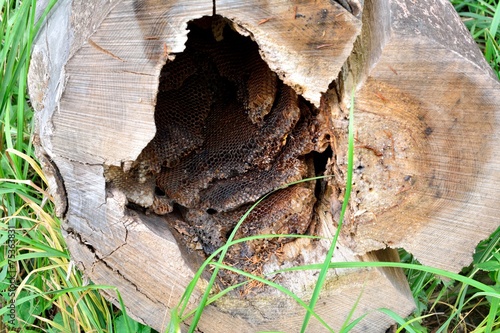 Waben von Wildbienen in hohlem Stamm photo