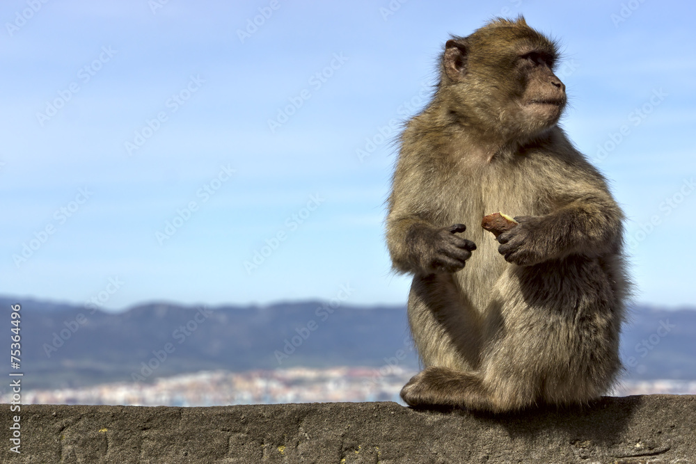 monkey sitting on a stone fence on the background of the mountai