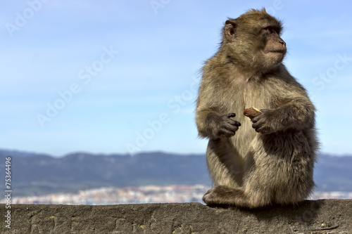 monkey sitting on a stone fence on the background of the mountai © William