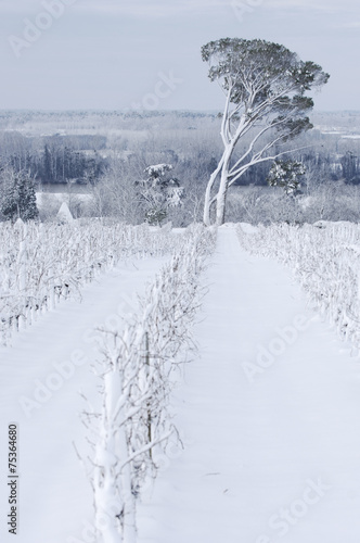 Snow covered vineyards