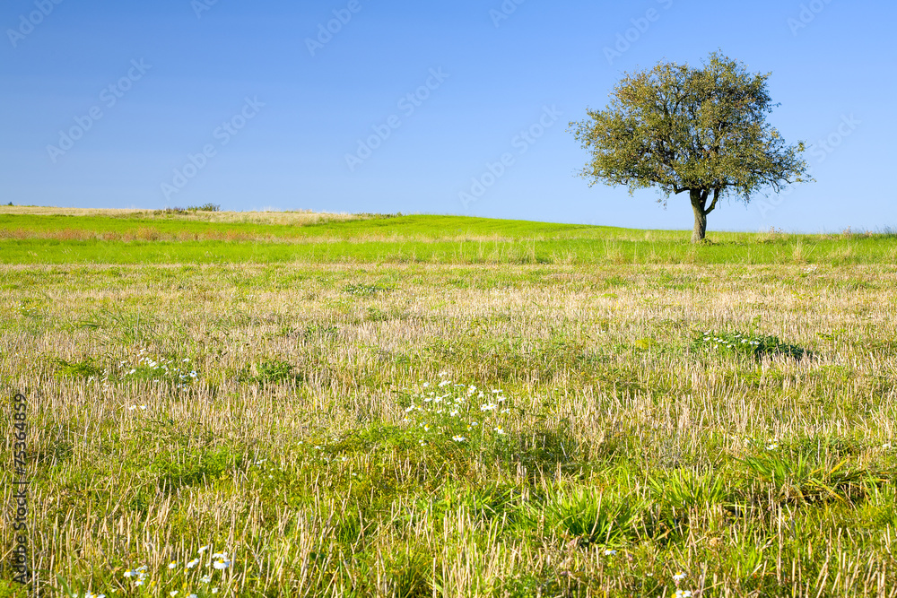 Fototapeta premium Lonely pear tree