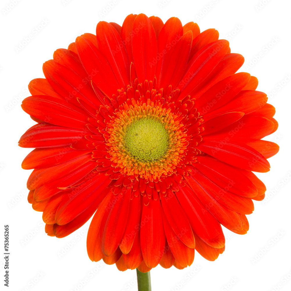 beautiful flower beautiful flower