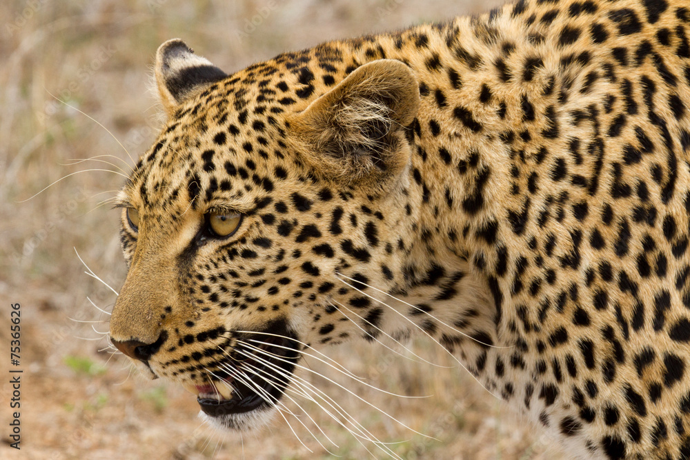 Obraz premium Leopard - South Africa