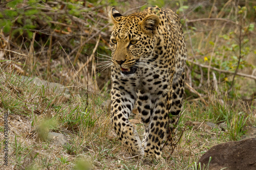 Leopard - South Africa © huntington