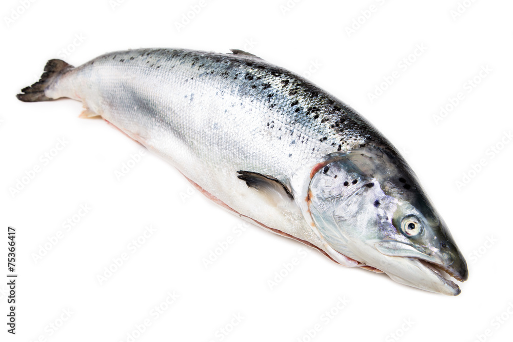 Atlantic salmon  on white background