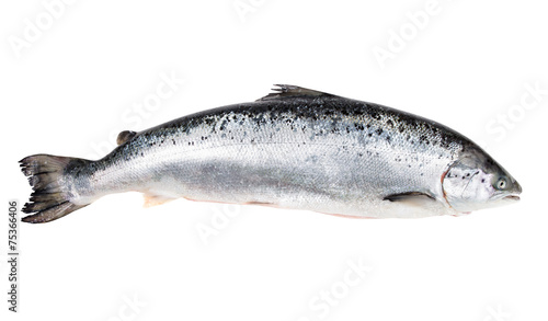 Atlantic salmon isolated  on white with clipping path