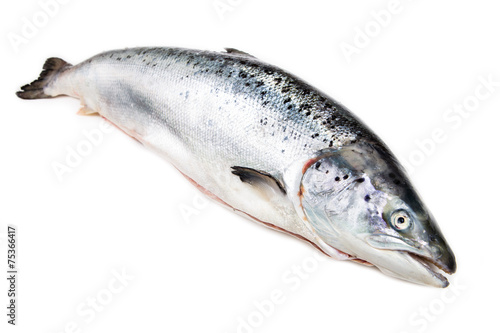 Atlantic salmon on white background