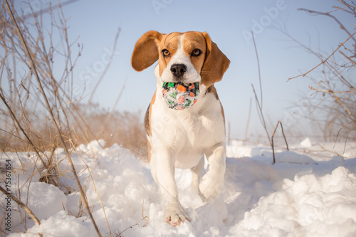 Beagle dog playing with ball © Lunja