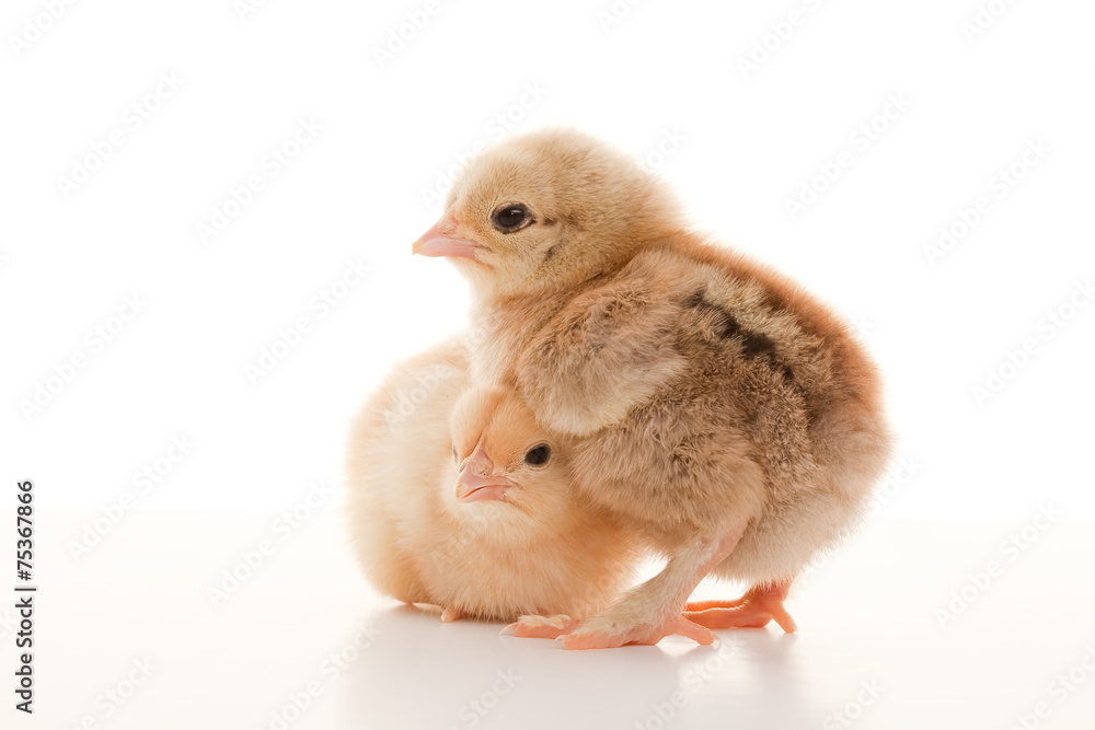 Fototapeta premium Small fluffy chickens