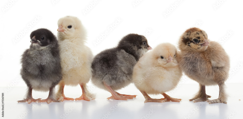 Fototapeta premium Small fluffy chickens