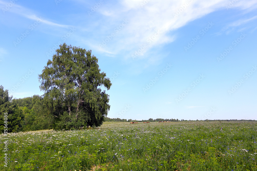 Fototapeta premium trees in the meadow