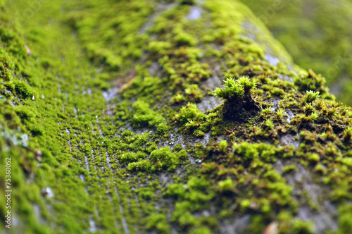 moss