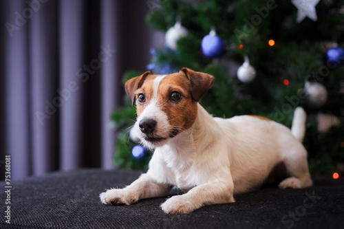 Wallpaper Mural Jack Russell dog at the Christmas and New Year Torontodigital.ca