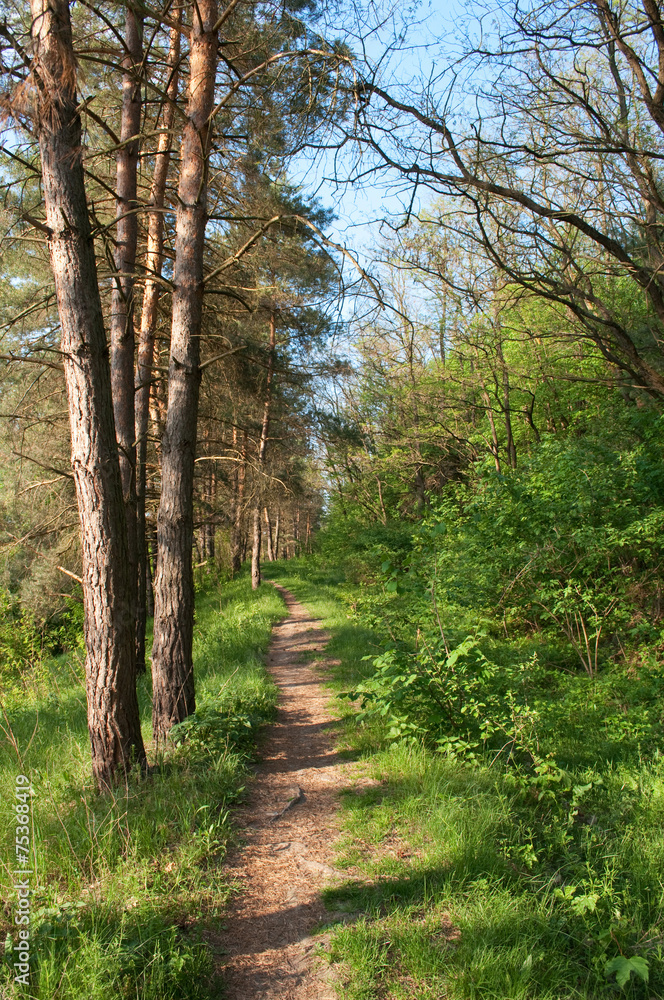 Naklejka premium pinewalk