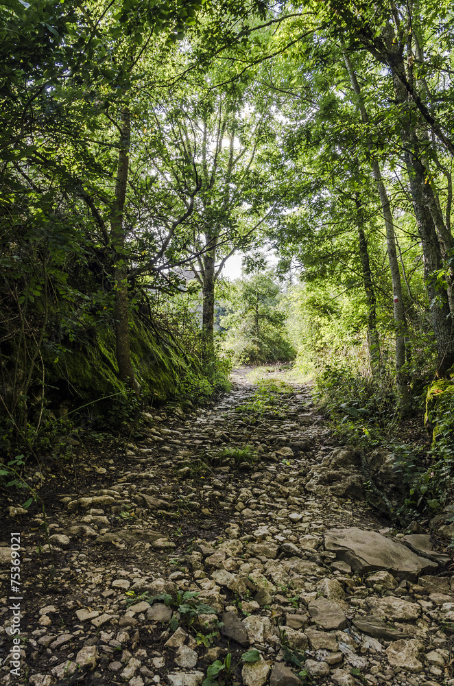 Fototapeta premium Sentiero sterrato nel bosco