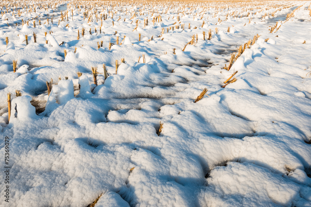 Fototapeta premium Corn stubble in the snow from close