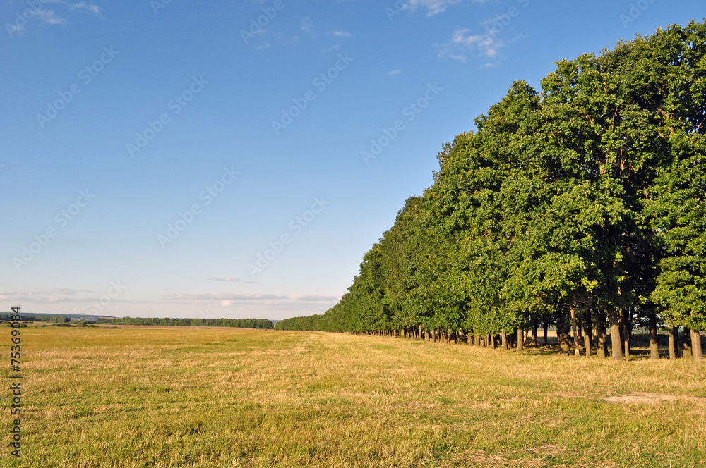Fototapeta premium a row of green trees