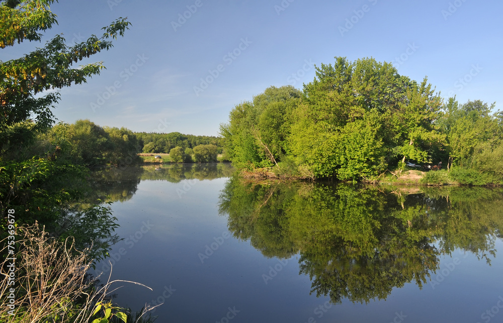 trees by the river