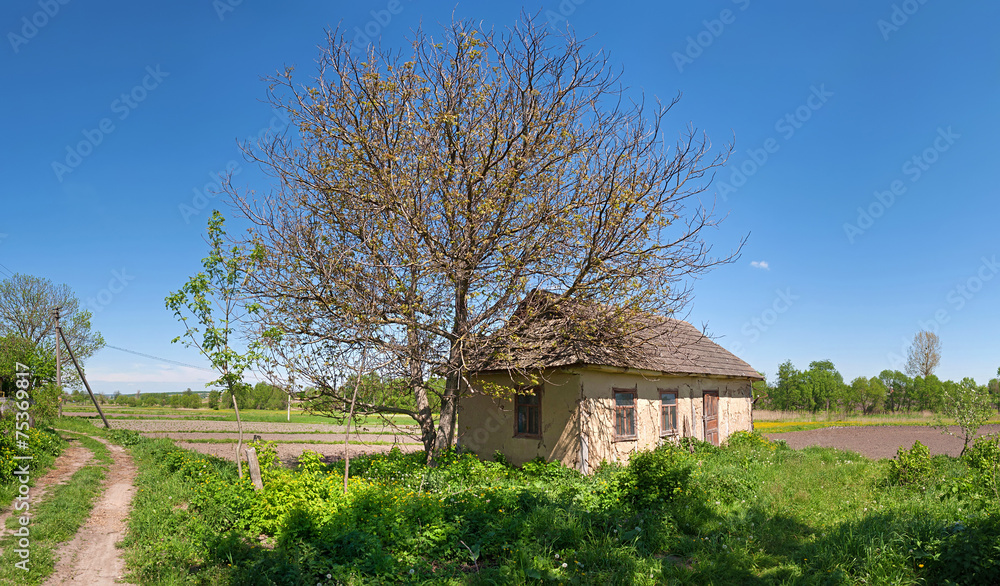 Fototapeta premium walnut tree near an old abandoned Ukrainian building