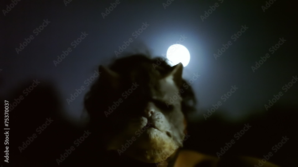 Killer catface knife night moon threat