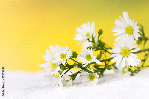 Fototapeta Naklejka Na Ścianę i Meble -  heilpflanze