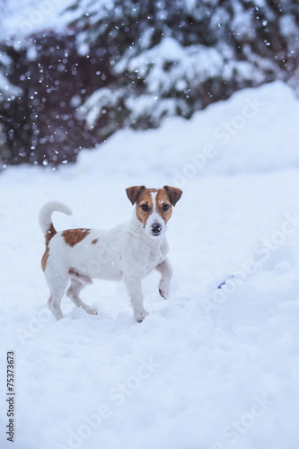 Fototapeta Naklejka Na Ścianę i Meble -  Jack Russell dog outdoors in winter