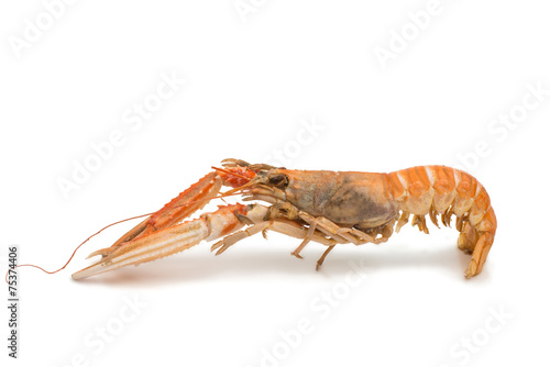 shrimp with pincers isolated