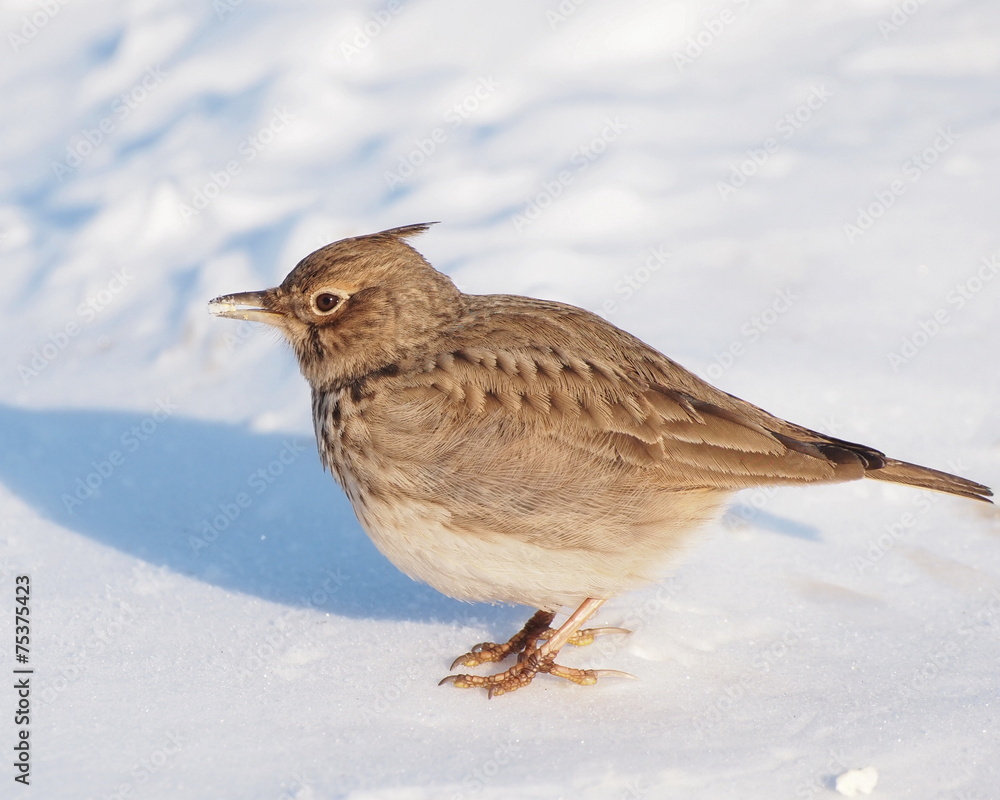 Crested Lark in winter time, Galerida cristata Crested Lark in winter time, Galerida cristata