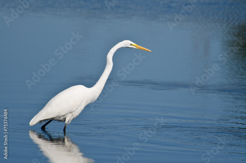 Great Egret Hunting for Fish © rck