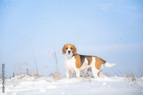 Fototapeta Naklejka Na Ścianę i Meble -  Dog winter background - Beagle