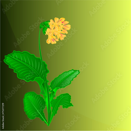 Primrose spring flower place for text vector