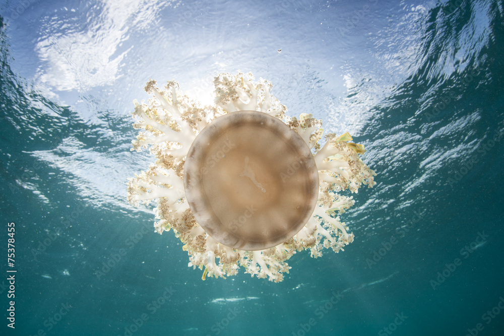 Obraz premium Upside-down Jellyfish