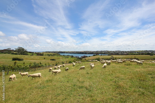 Sheep grazing on farmland