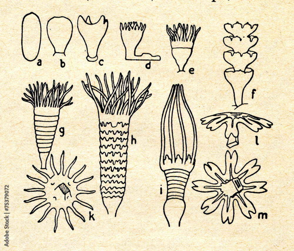 Fototapeta premium Scyphozoa:a-d polyp grows e-i polyp strobilates lm medusa