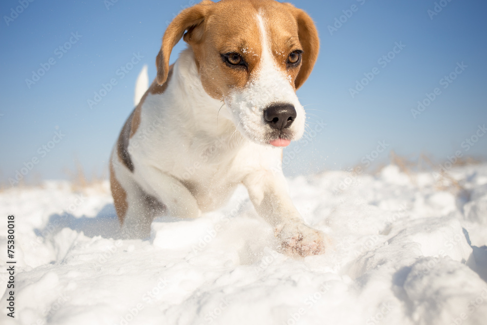 Playful Beagle dog winter background Playful Beagle dog winter background